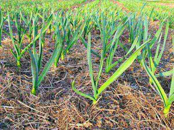 how to properly grow garlic outdoors