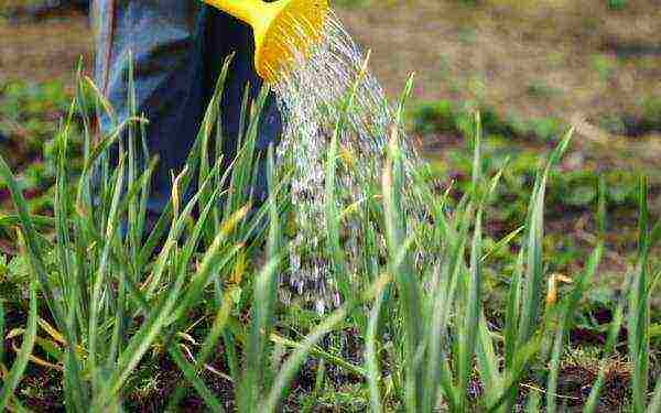 how to properly grow garlic outdoors