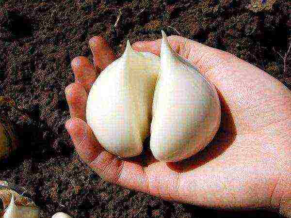 how to properly grow garlic outdoors