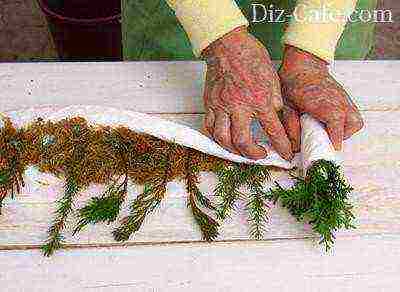 how to properly grow a spruce at home