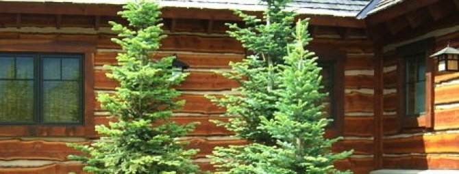 how to properly grow a spruce at home