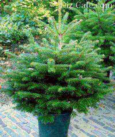 how to properly grow a spruce at home