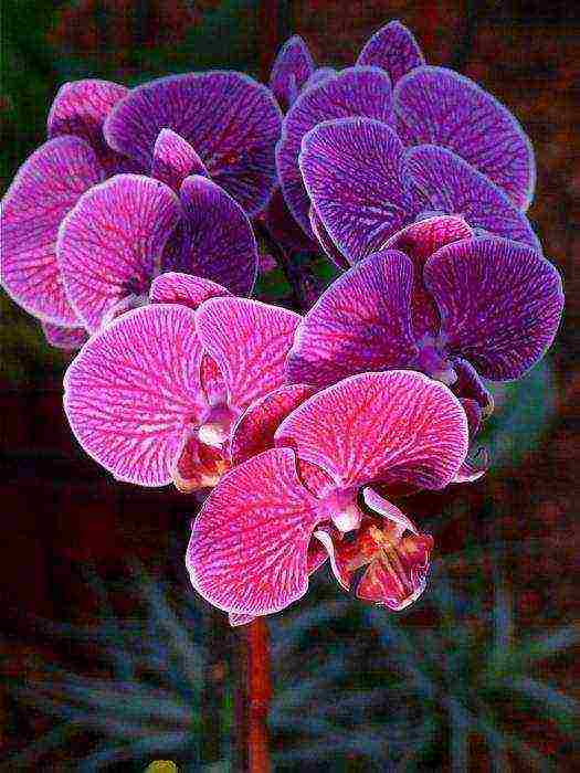 how to properly grow phalaenopsis at home