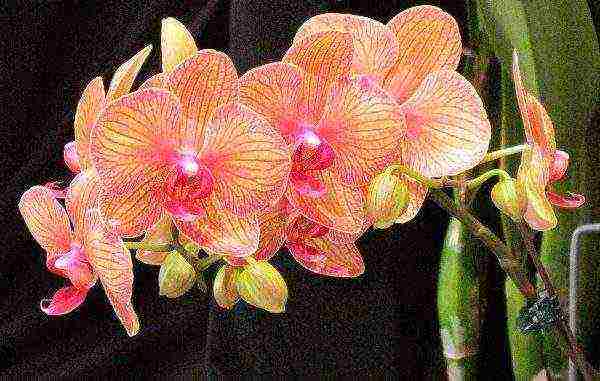 how to properly grow phalaenopsis at home