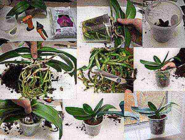 วิธีการปลูก phalaenopsis ที่บ้านอย่างถูกต้อง