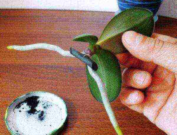 how to properly grow phalaenopsis at home