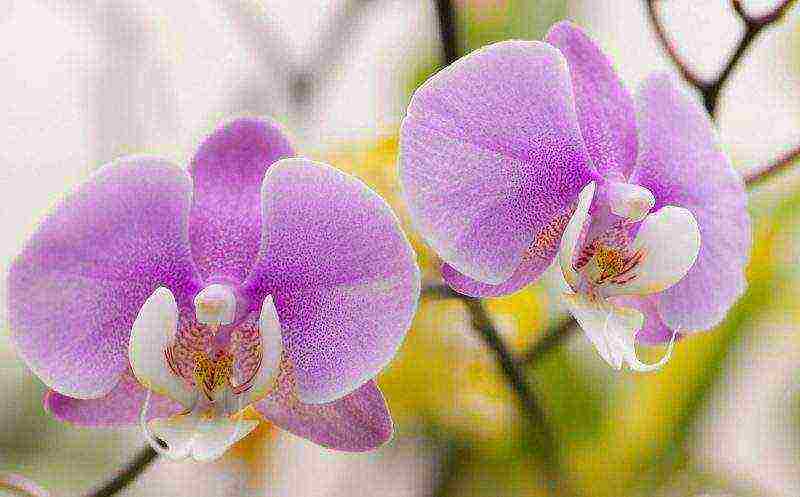 how to properly grow phalaenopsis at home