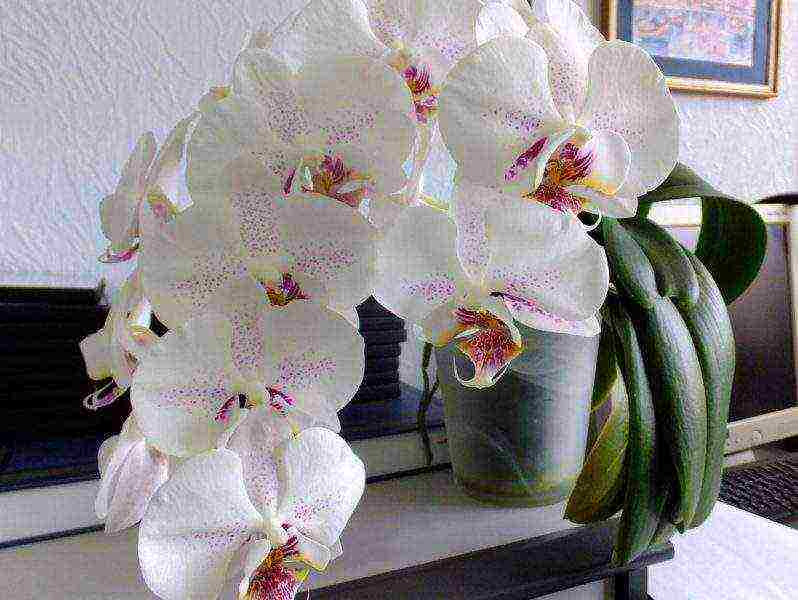 how to properly grow phalaenopsis at home