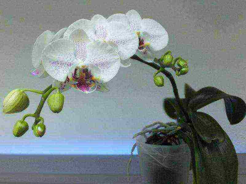 how to properly grow phalaenopsis at home