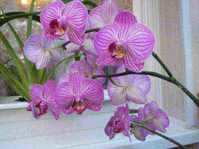 how to properly grow phalaenopsis at home