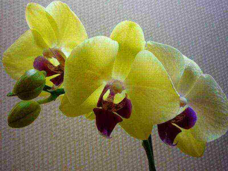 how to properly grow phalaenopsis at home