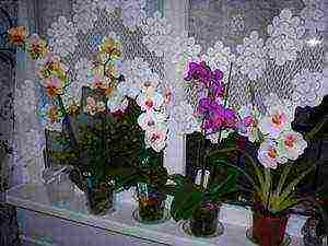 how to properly grow phalaenopsis at home