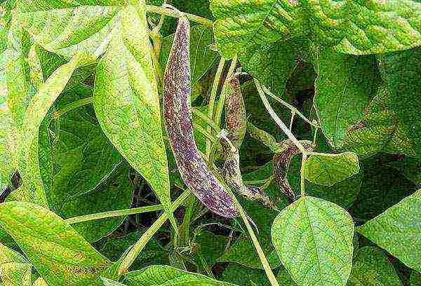 how to grow beans outdoors