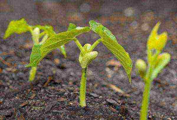 how to grow beans outdoors