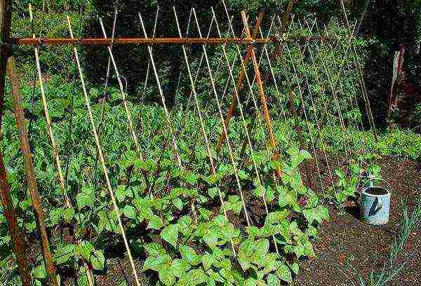 how to grow beans outdoors