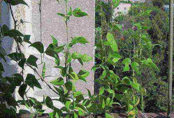 how to grow beans outdoors