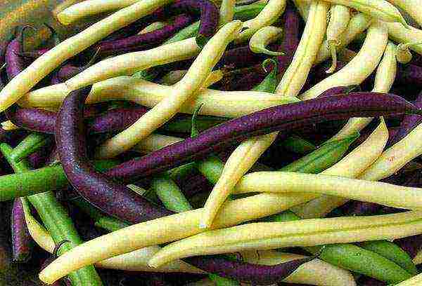 how to grow beans outdoors