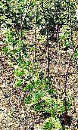 how to grow beans outdoors