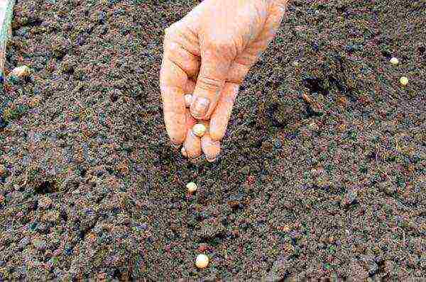 how to properly grow peas in the open field