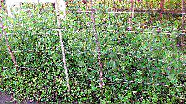 how to properly grow peas in the open field