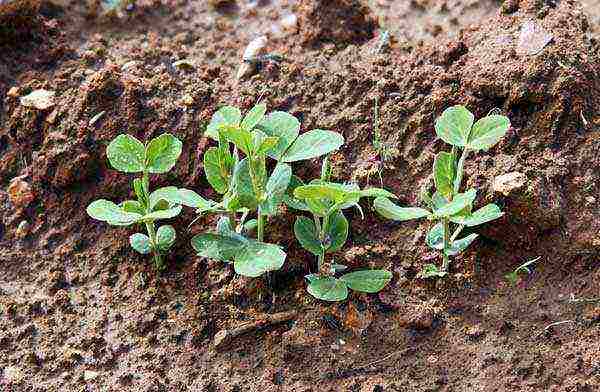 how to properly grow peas in the open field