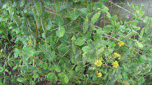 kung paano maayos na mapalago ang mga gisantes sa bukas na bukid