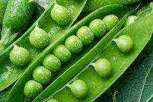 how to properly grow peas in the open field