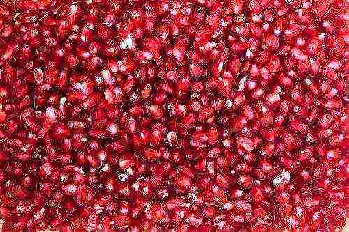 how to properly grow pomegranate at home