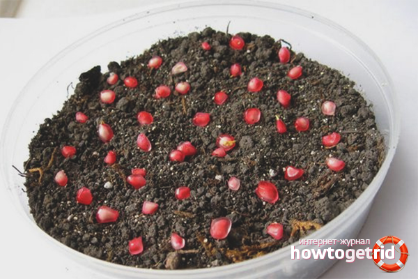 how to properly grow pomegranate at home