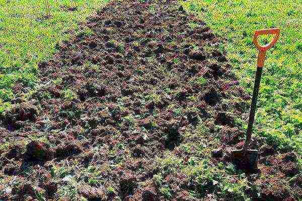 kung paano maayos na lumaki at pangalagaan ang mga strawberry