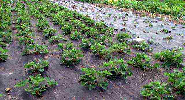 kung paano maayos na lumaki at pangalagaan ang mga strawberry