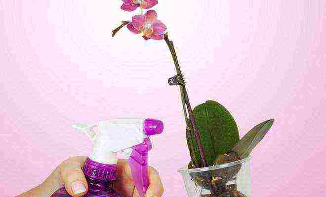 how to properly grow and care for an orchid