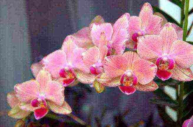 kung paano maayos na lumaki at pangalagaan ang isang orchid