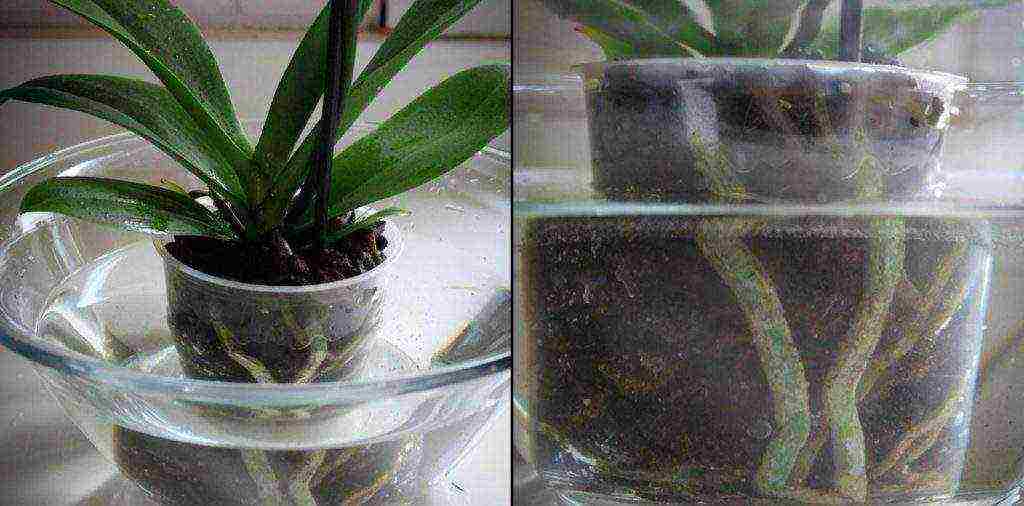 how to properly grow and care for an orchid