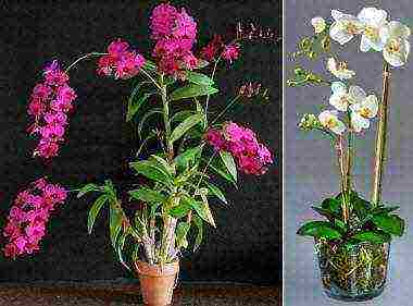 how to properly grow and care for orchids