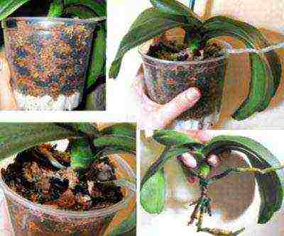 how to properly grow and care for orchids