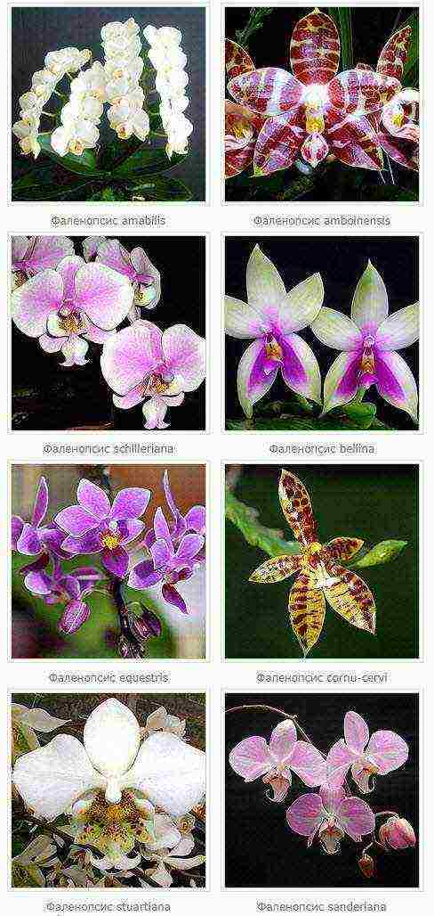 how to properly grow and care for orchids