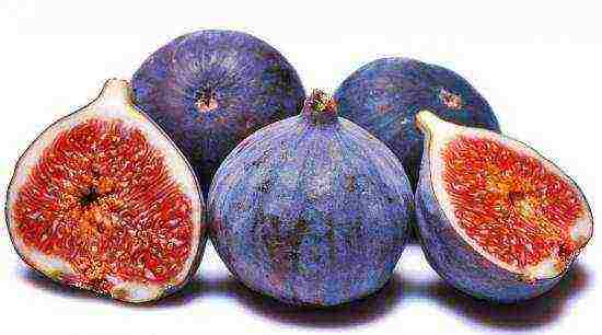 how to grow figs at home