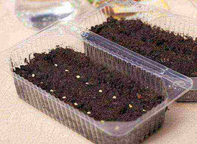 how to properly grow strawberries from seeds at home