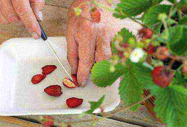 kako pravilno uzgajati jagode iz sjemena kod kuće