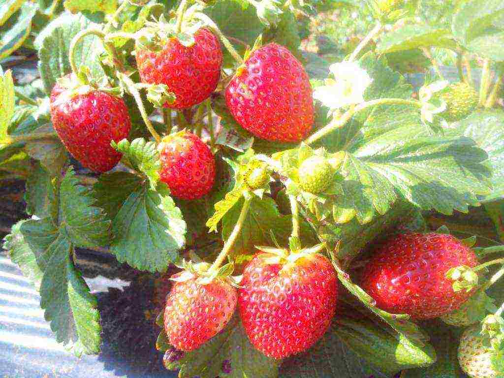 how to properly grow strawberries from seeds at home