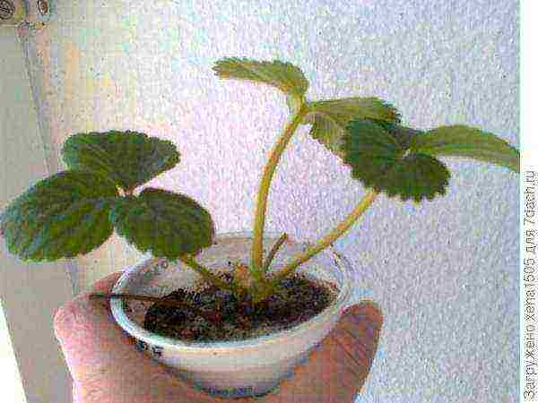 kung paano maayos na mapalago ang mga strawberry sa isang windowsill