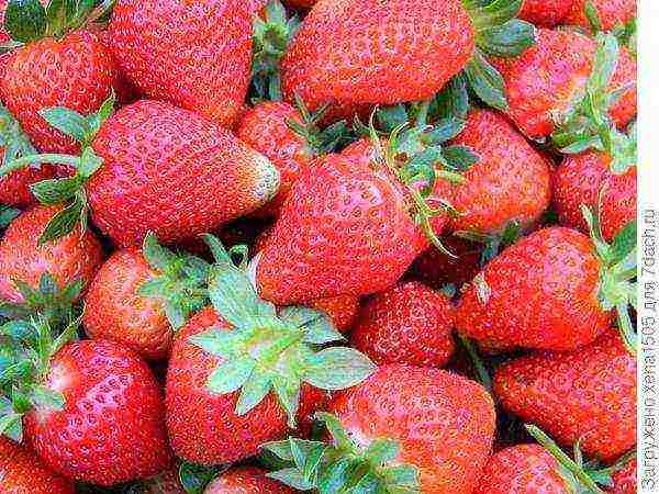 kung paano maayos na mapalago ang mga strawberry sa isang windowsill