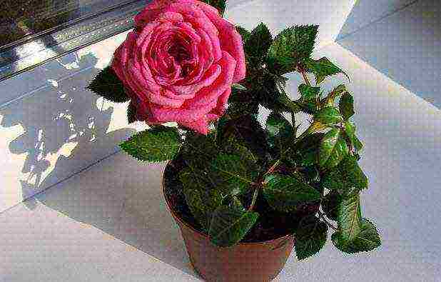 how to properly grow a room rose in a pot