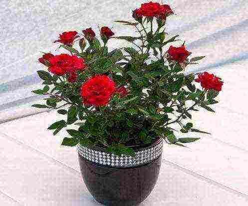 how to properly grow a room rose in a pot