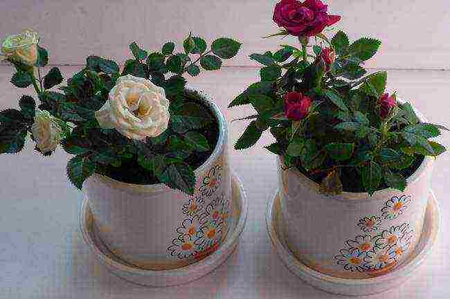 how to properly grow a room rose in a pot