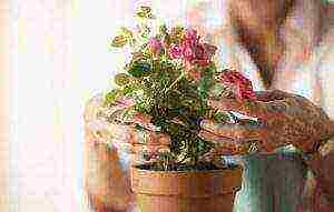 how to properly grow a room rose in a pot