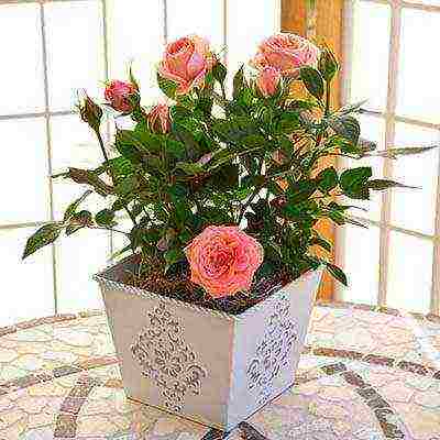 how to properly grow a room rose in a pot