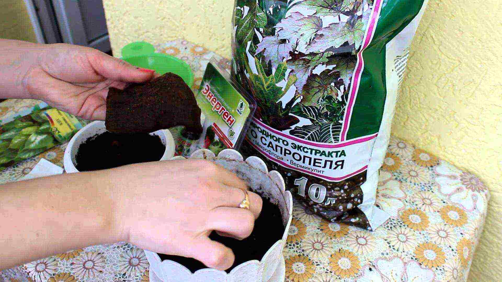 how to properly grow indoor flowers from seeds at home