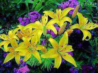 how to properly grow lilies in a summer cottage